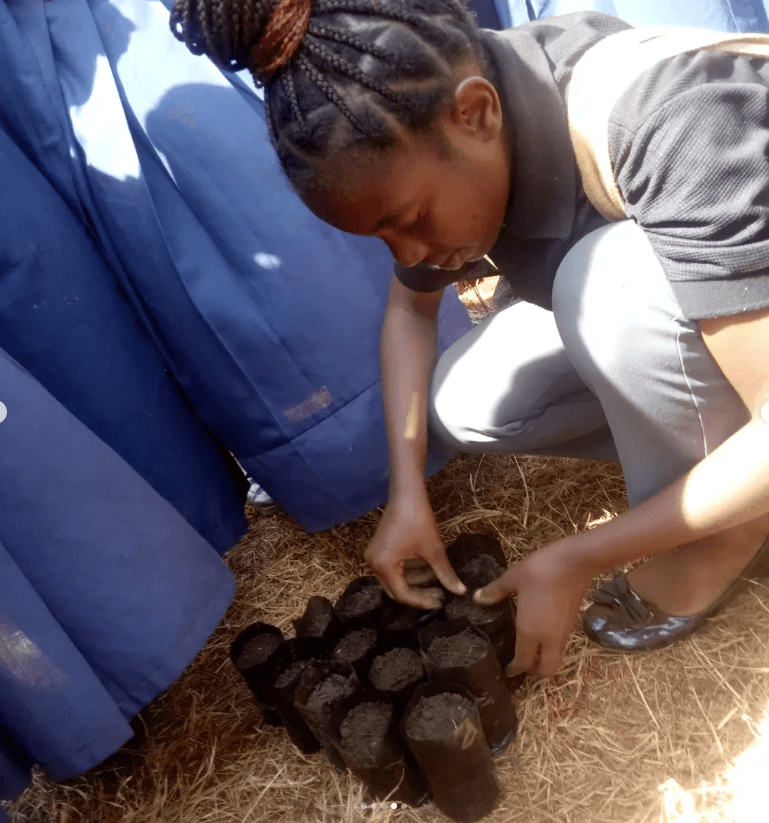 A young volunteer arranging tree seedlings in nursery bags